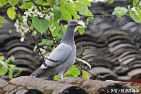 鴿子進家門|【鴿子風水】鴿子築巢、飛來家中的風水徵兆，好運還是凶兆？